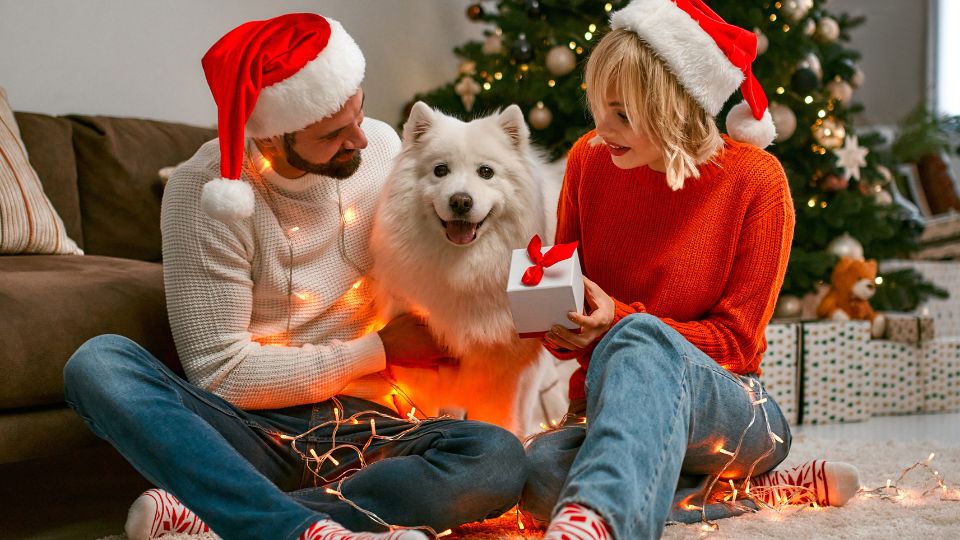How pet parents will shop for their pets this Christmas
