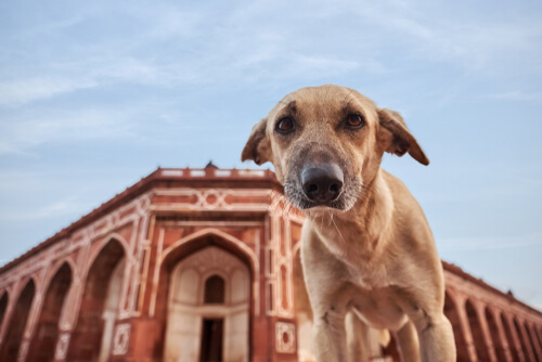 India: A local industry in fast-forward mode