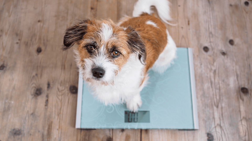 The impact excess weight in dogs has on their owners